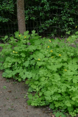Stinkende-gouwe-naast-moestuin-begin-mei