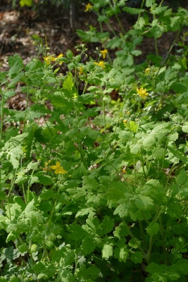 Stinkende-gouwe-schaduwtuin-midden-april