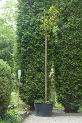 Bittere-sinaasappel-aan-ingang-BB-Villa-Emma-eind-mei