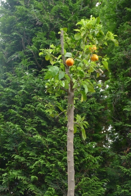 Bittere-sinaasappel-vruchten-eind-mei