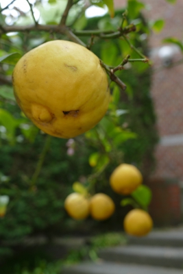 citrus-adamsappel-vrucht-einde-mei