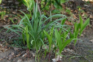 Meiklokje-bij-sneeuwklokjes-schaduwtuin-midden-april