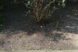 Meiklokje-border-kant-parking-1-april