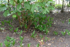 Meiklokje-border-kant-parking-eind-april