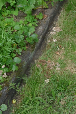 Duizendblad-midden-juli