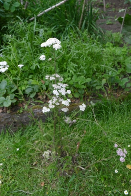 duizendblad-begin-juni