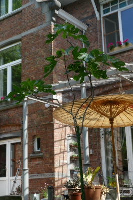 Vijgenboom-begin-juni