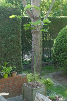 Vijgenboom-midden-mei