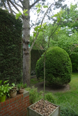 Vijgenboom-terras-achteraan-eind-april