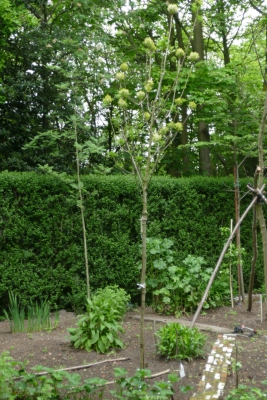 Pluimes-moestuin-begin-mei