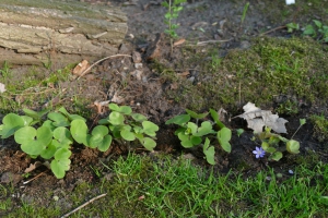 Leverbloempje-midden-april