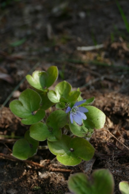 Leverbloempje-schaduwtuin-eind-april