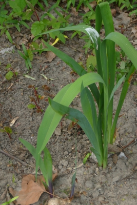 Blauwe-iris-achteraan-naast-serre-midden-april