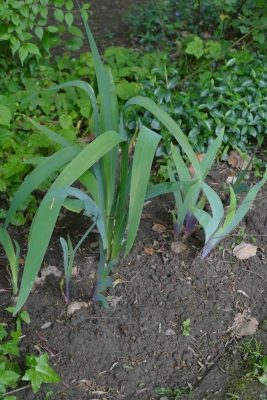 Blauwe-iris-begin-mei