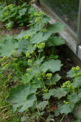 Vrouwenmantel-begin-juni