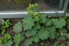 Vrouwenmantel-in-bloei-begin-juni