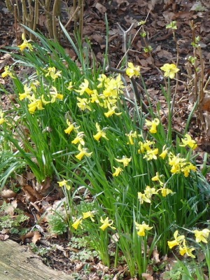 Narcis-border-kastanjebomen-midden-februari