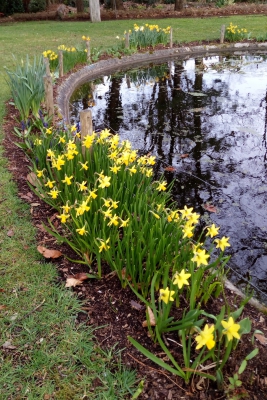 Narcis-border-vijver-midden-april