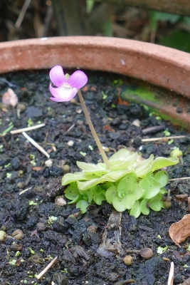 Vetblad-met-bloem