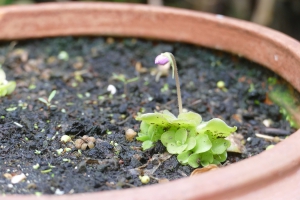Vetblad-met-bloemknop-2-einde-juli