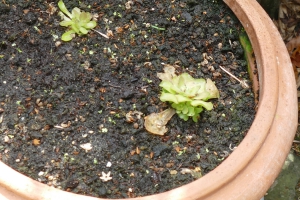 Vetblad-met-bloemknop-einde-juli