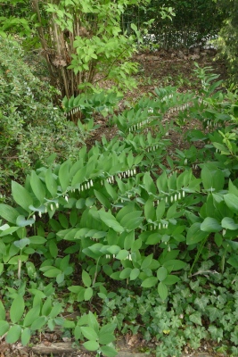 Salomonszegel-border-kant-Waterdreef-einde-april