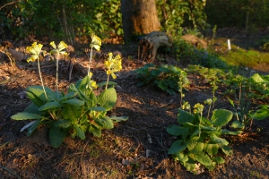 Gulden-sleutelbloem-schaduwtuin-einde-maart