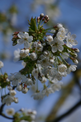 Zoete-kers-bloesem-fruittuin-einde-maart
