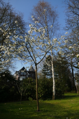 Zoete-kers-fruittuin-begin-april