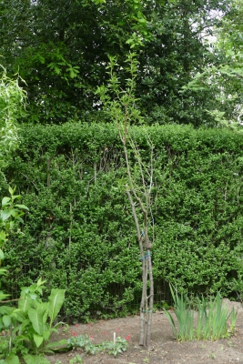 Amandelboom (Prunus duocis): moestuin (begin mei)