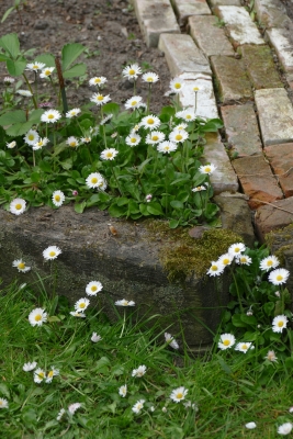 Madeliefje-groententuin-midden-april