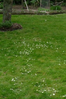 Madeliefje (Bellis perennis): in het grasveld tuin achteraan